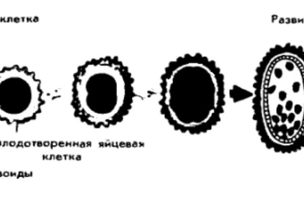 Кракен ссылка pw
